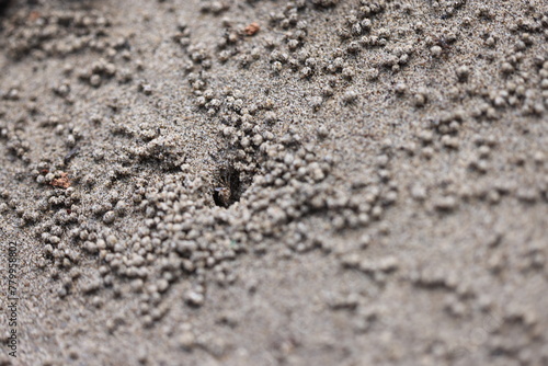 Camouflaged mud crab on beach in Palawan, Philippines on April 4, 2024