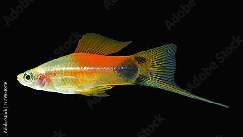 Photography tropical fish Mickey Mouse swordtail aquarium