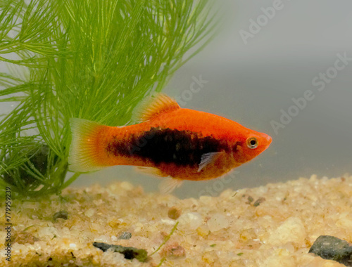 tropical red platy fish in aquarium photo