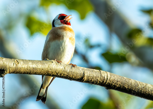 Canvas Print European Goldfinch (Carduelis carduelis) - Found across Europe, Asia & North Afr