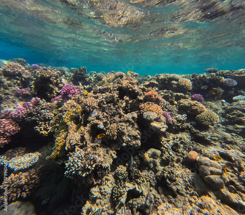 Fototapeta Naklejka Na Ścianę i Meble -  Underwater view of the coral reef with hard corals and tropical fish