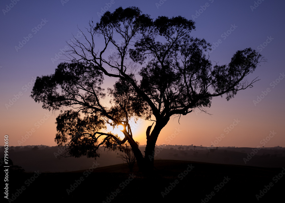 Silhouette of lone tree against sunset Silhouette of lone tree against sunset