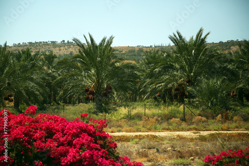 Palm tree and palm trees in the summer of the Mediterranean Sea. Palm tree background. Palm tree leaves against the sky. Plants, flora, botany, agriculture, tourism, exotics, recreation, relaxation