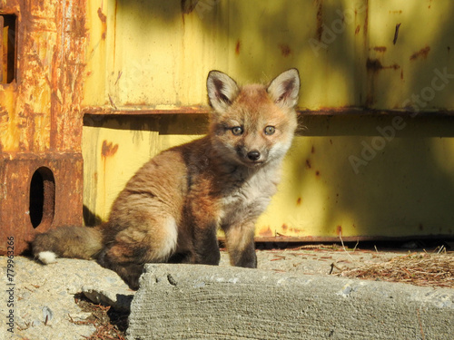 Urban Fox Family with this rebellious kit exploring his new environment in the early Spring season