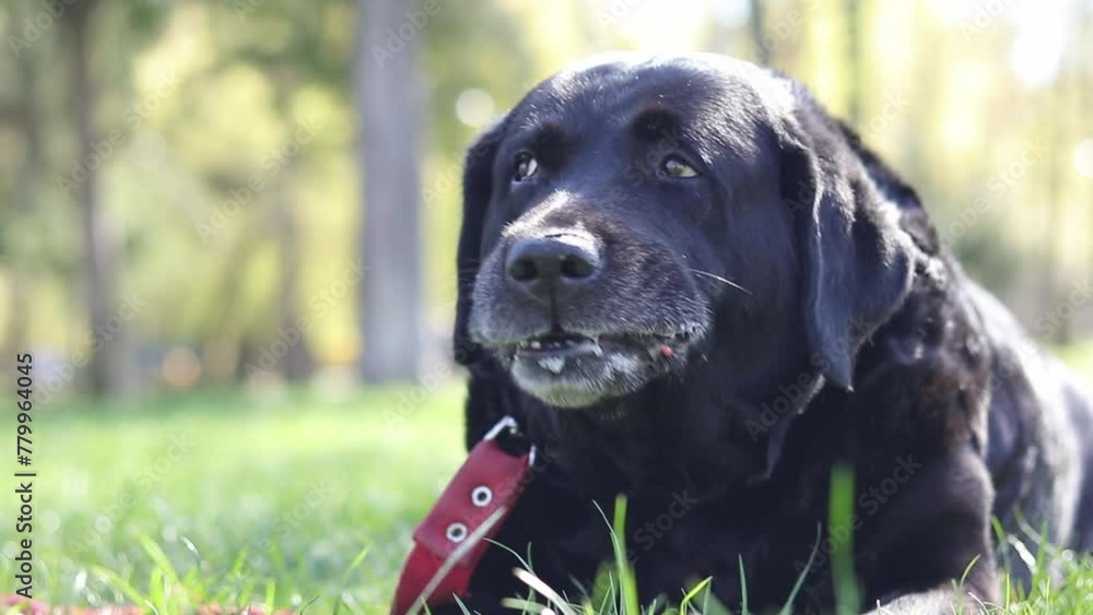 The owner gives the black Labrador a treat. The dog eats a treat outdoors in the park. Close-up of Labrador's muzzle. Chewing dog. Pet on the street, walk, summer. Large black dog The owner gives the black Labrador a treat. The dog eats a treat outdoors in the park. Close-up of Labrador's muzzle. Chewing dog. Pet on the street, walk, summer. Large black dog