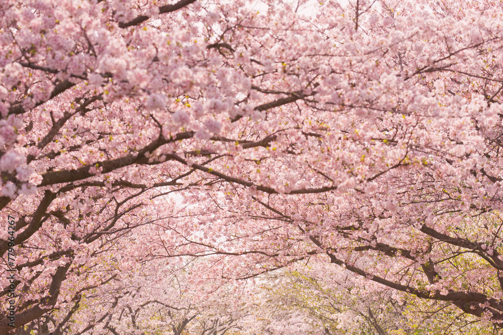 入学式、卒業式のタイミングに桜は花びらを開く、小さな心を大きく膨らませる新たな挑戦の時に、自分の姿を投影させる花である 入学式、卒業式のタイミングに桜は花びらを開く、小さな心を大きく膨らませる新たな挑戦の時に、自分の姿を投影させる花である