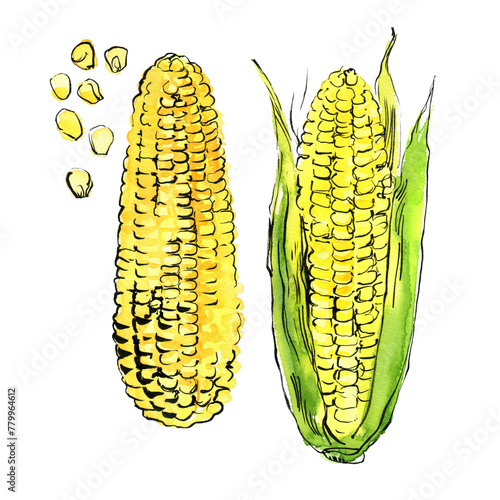 Corn Vegetables drawing with watercolor and ink sketch color