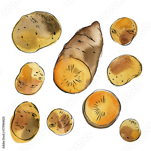 Sweet potato Yam. Vegetables drawing with watercolor and ink sketch color
