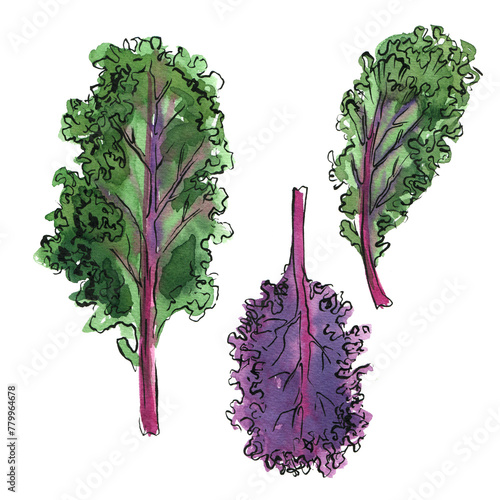 Kale Vegetables sketch of food in watercolor and ink. Sketch of colored products on a white background.