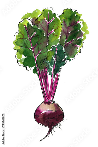 Beets Vegetables. Ink sketch of food by line on white background.