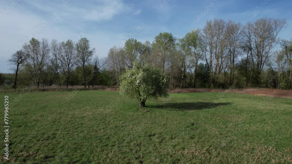 Fruit tree with flowers in spring in the meadow Fruit tree with flowers in spring in the meadow