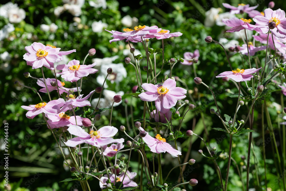 Close up of pink Japanese anemone (eriocapitella huphensis) flowers