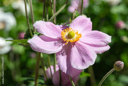 Close up of a pink Japanese anemone  eriocapitella huphensis  flower