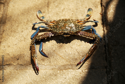 Cancer, lobster, crayfish, crawfish, animal. Giant blue crab on the sandy shore of the Mediterranean Sea. A female blue crab hunts on the seashore. Giant blue crab arthropod during the afternoon