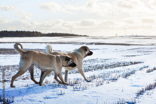 Two Turkish Kangal dogs run to the pasture in winter. Livestock guard dog. Kangal dogs can perform their duties in the harshest climatic and working conditions.