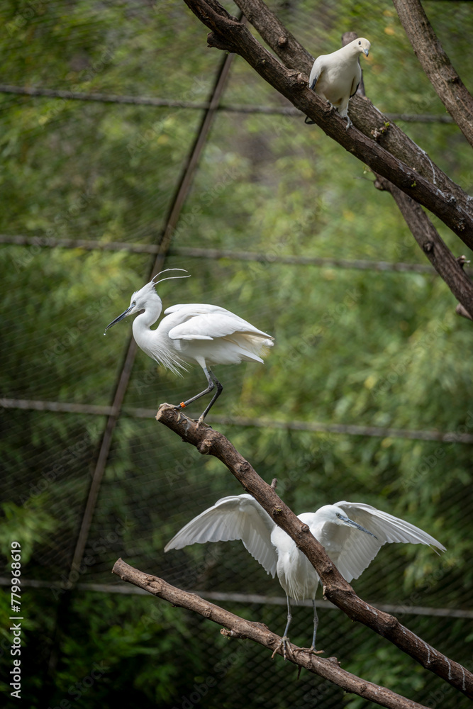 Naklejka premium Paris, France - 04 06 2024: The menagerie, the zoo of the plant garden. View of two white Egrets and one white carpophagus in the large aviary.