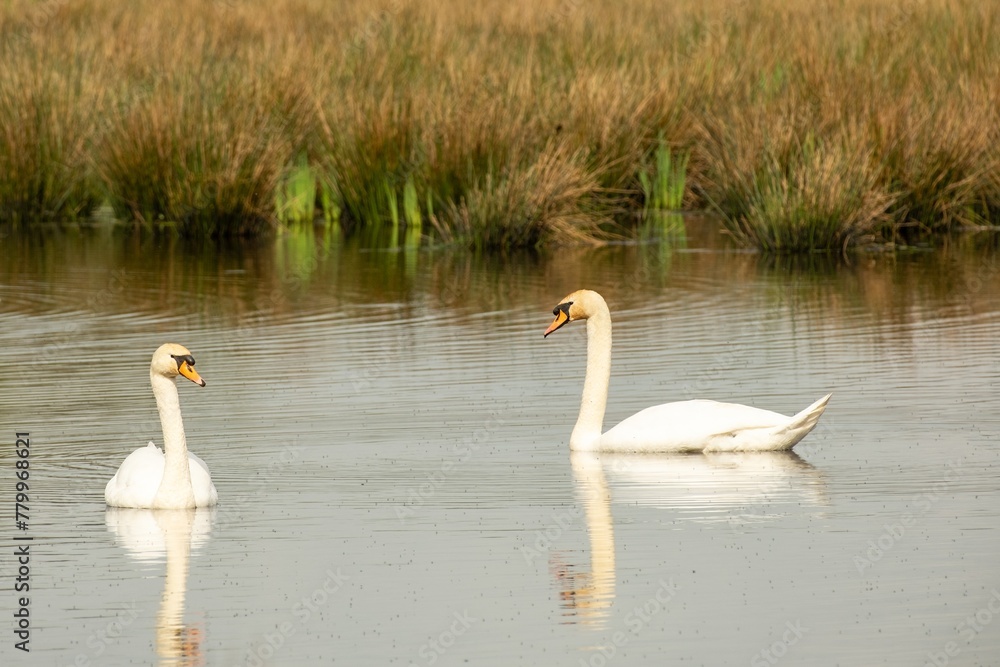Obraz premium a pair of swans in love on the lake
