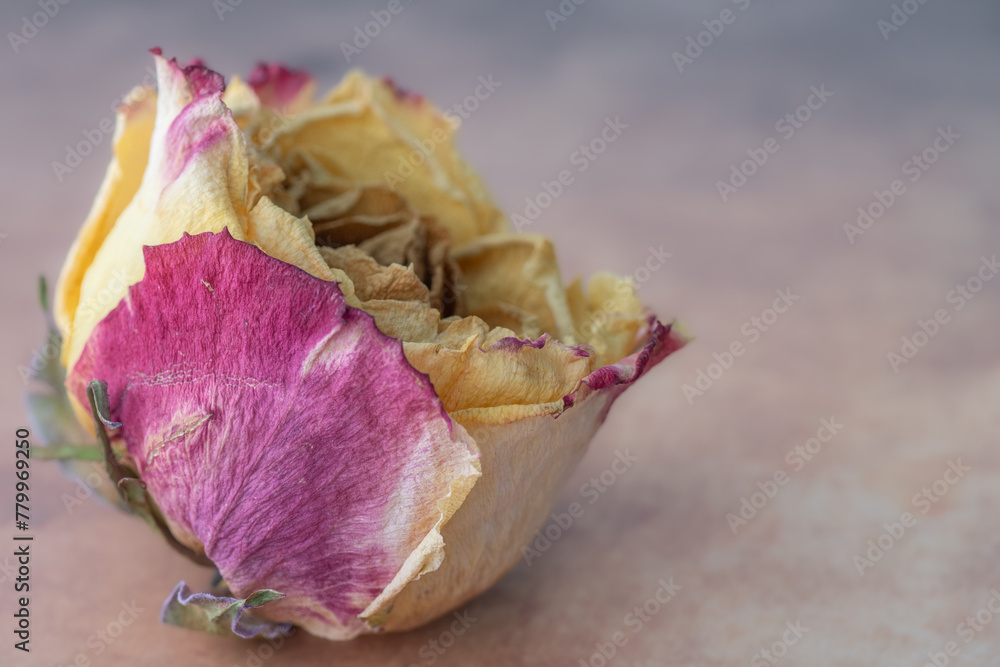 Closeup of a single colorful dried flower. Closeup of a single colorful dried flower.