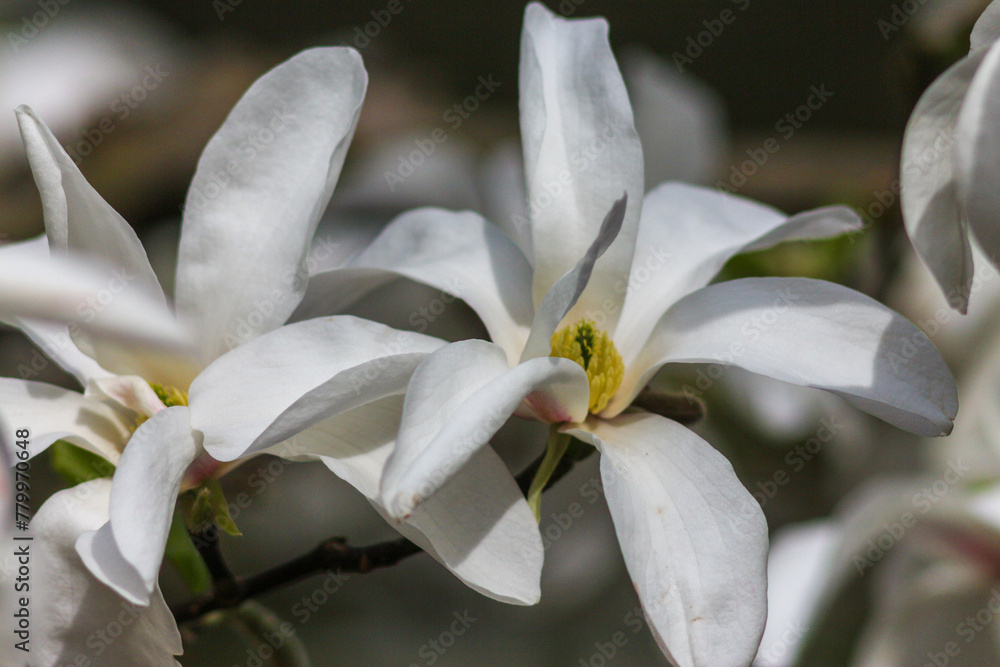 Obraz premium Magnolia bloom in the Kyiv Botanical Garden