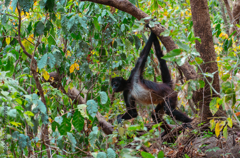 Naklejka premium monkey in tree in central America 