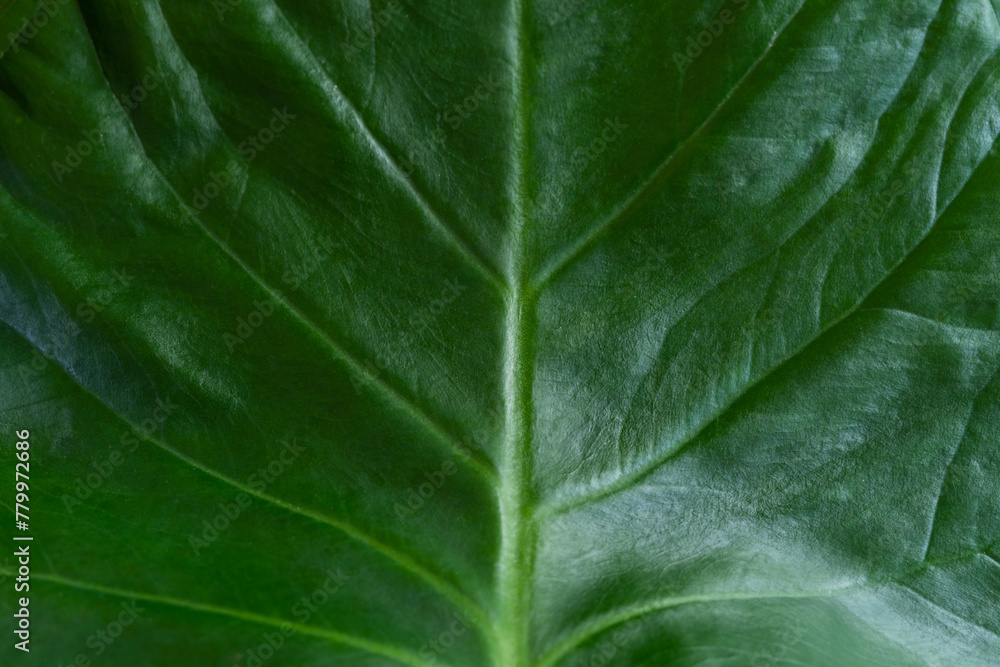 A leafy green leaf with a vein running through it A leafy green leaf with a vein running through it