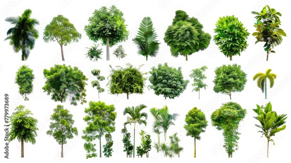 Fototapeta premium Various green trees and plants on white background, symbolizing lush foliage and botanical diversity