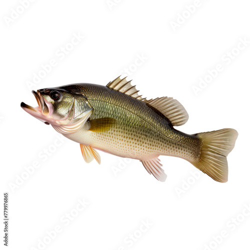 Perch. Isolated on transparent background.
