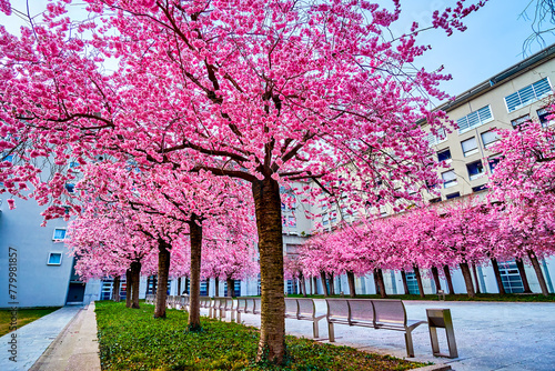 The blooming Sakura tree garden, Lugano, Switzerland