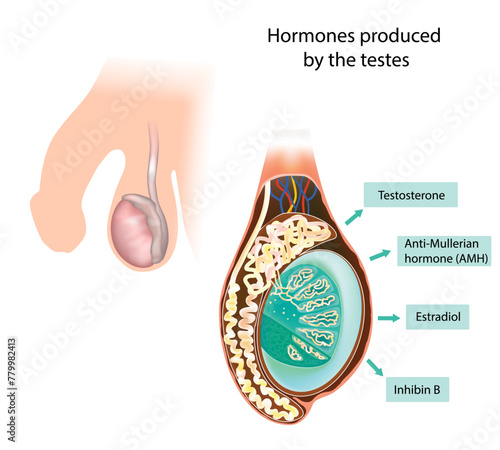 Hormones produced by the testes. Inhibin B, Testosterone, Anti-Mullerian hormone (AMH), Estradiol
