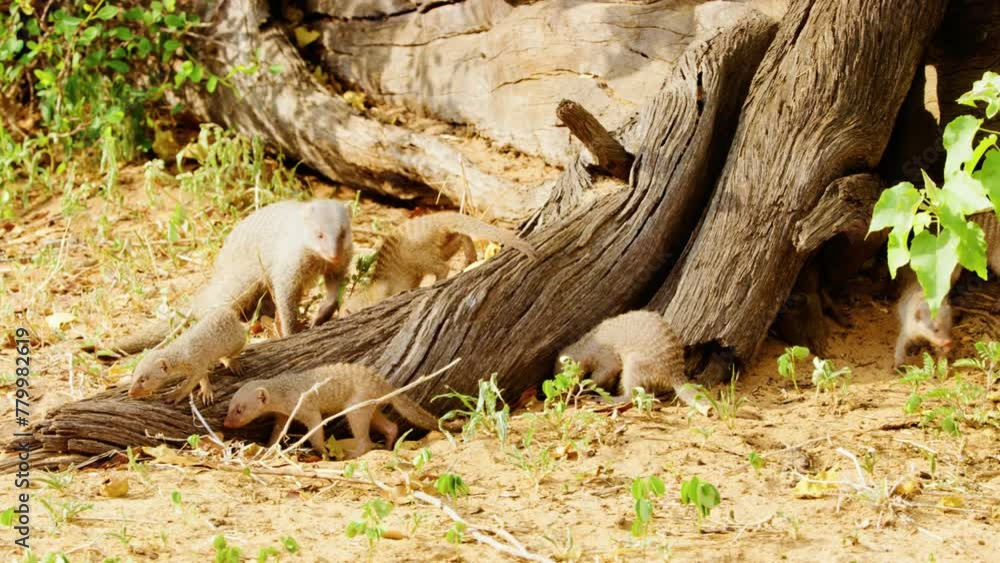 A herd of Banded mongoose (Mungos mungo) eating grass. Chobe National Park, Botswana, South Africa A herd of Banded mongoose (Mungos mungo) eating grass. Chobe National Park, Botswana, South Africa