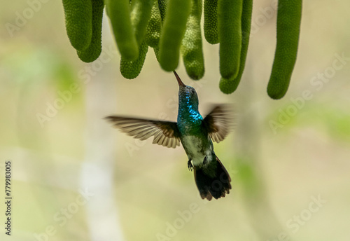 Picaflor Tijereta (Eupetomena macroura)
