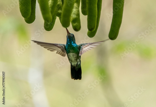 Picaflor Tijereta (Eupetomena macroura)
