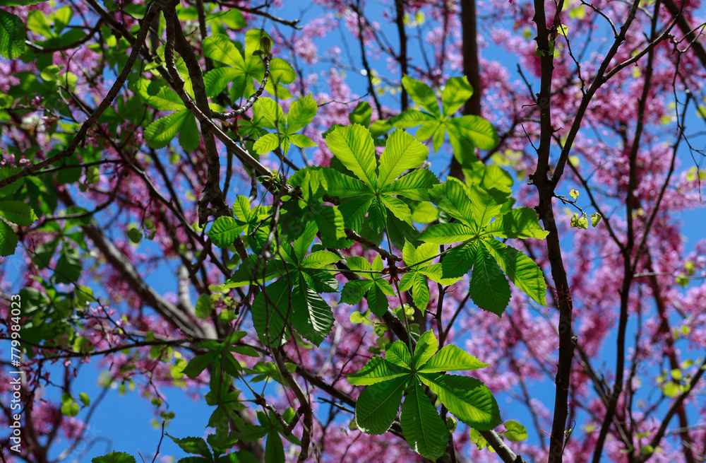 Obraz premium Trees with pink flowers silhouetted against the blue sky, green leaves in the foreground. Villa Borghese park in Rome.