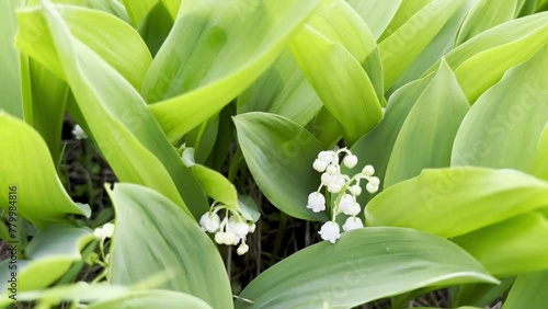 Delicate Lily of the Valley Blossoms: A Close-Up of Spring's Fragrant Bell Flowers photo