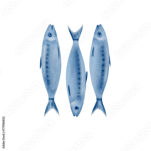 Photography Fish sardine traditional Portuguese