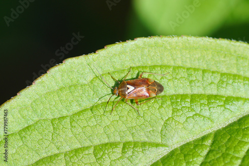 Small plantbug Lygus pratensis  Tribe Mirini, subfamily Mirinae, family Plant Bugs Miridae. On a leaf of Weigela florida. Netherlands, Spring, April