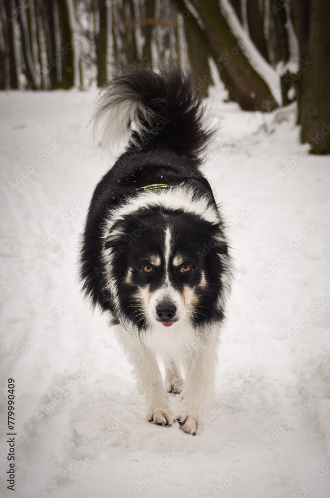 Tricolor border collie is running on the field in the snow. He is so fluffy dog.	