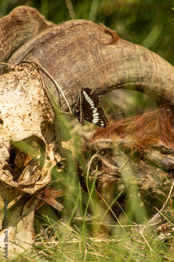 Beautiful Lorquin's Admiral (Limenitis lorquini) Perched and Feeding on A White Yellow Sun Bleached Goat Skull in the Long Green Grass with Space Room for Text Beautiful Lorquin's Admiral (Limenitis lorquini) Perched and Feeding on A White Yellow Sun Bleached Goat Skull in the Long Green Grass with Space Room for Text