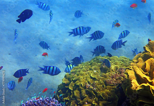 Close-up school of Sergeant major, fish belongs to the Family Pomacentridae, ...
