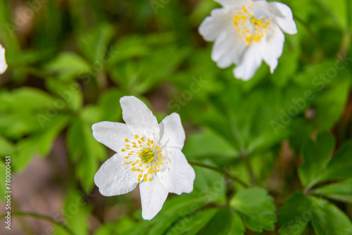Blooming wood anemone closeup in spring forest