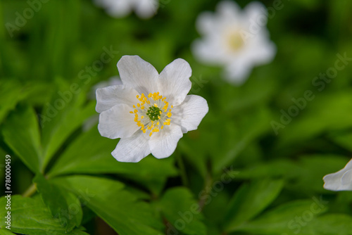 Blooming wood anemone closeup in spring forest © anatoliil