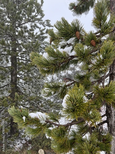 pine tree branches