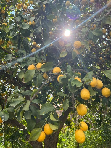 Lemon tree with lemons