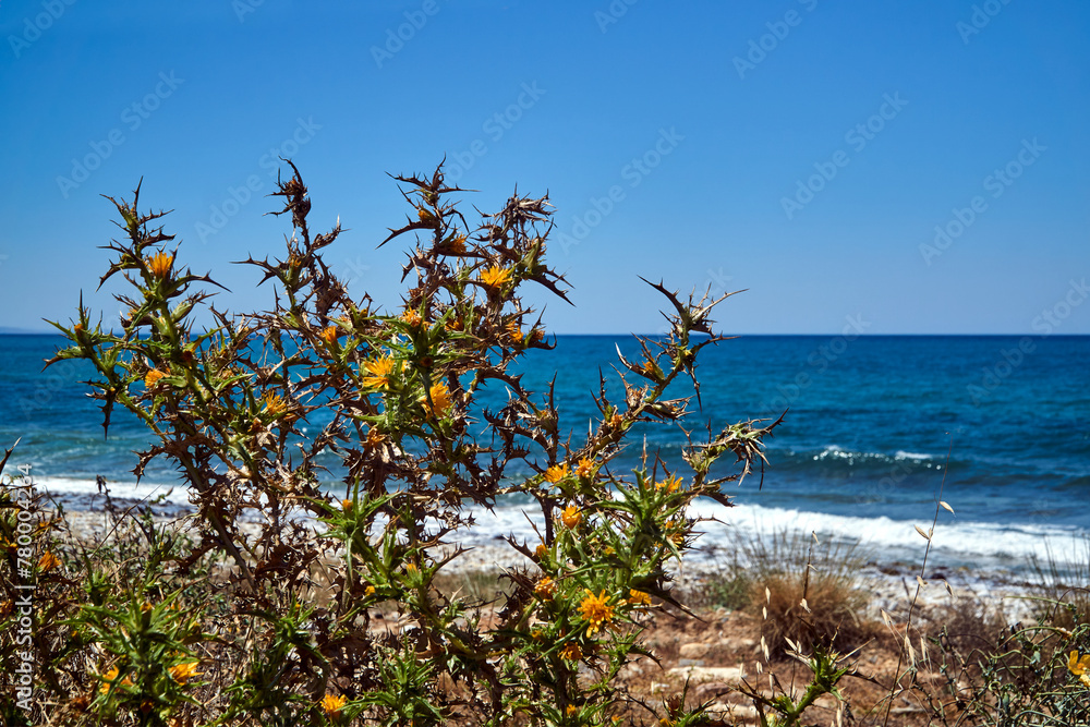 A blooming thistle bush on the seashore on the island of Crete A blooming thistle bush on the seashore on the island of Crete
