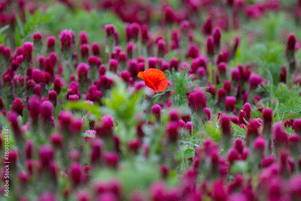Field poppy in the Crimson clover field Field poppy in the Crimson clover field