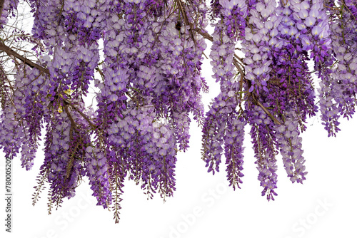 Wisteria flowering branch isolated, ideal frame for graphic designs and greeting cards