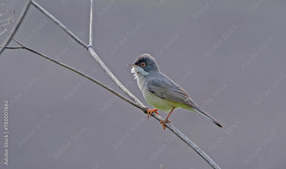 Naklejka premium Menetries's Warbler (Sylvia mystacea) is a passerine bird found in the Southeastern Anatolia region of Turkey. It is also seen in suitable habitats in Asia, Africa and Europe.