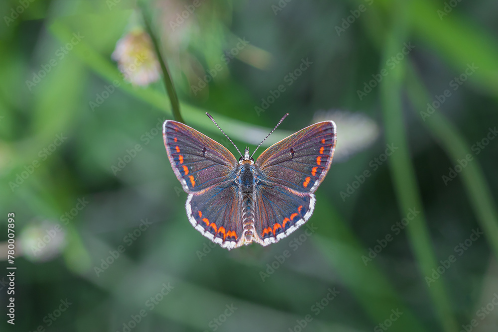 butterfly on a flower butterfly on a flower