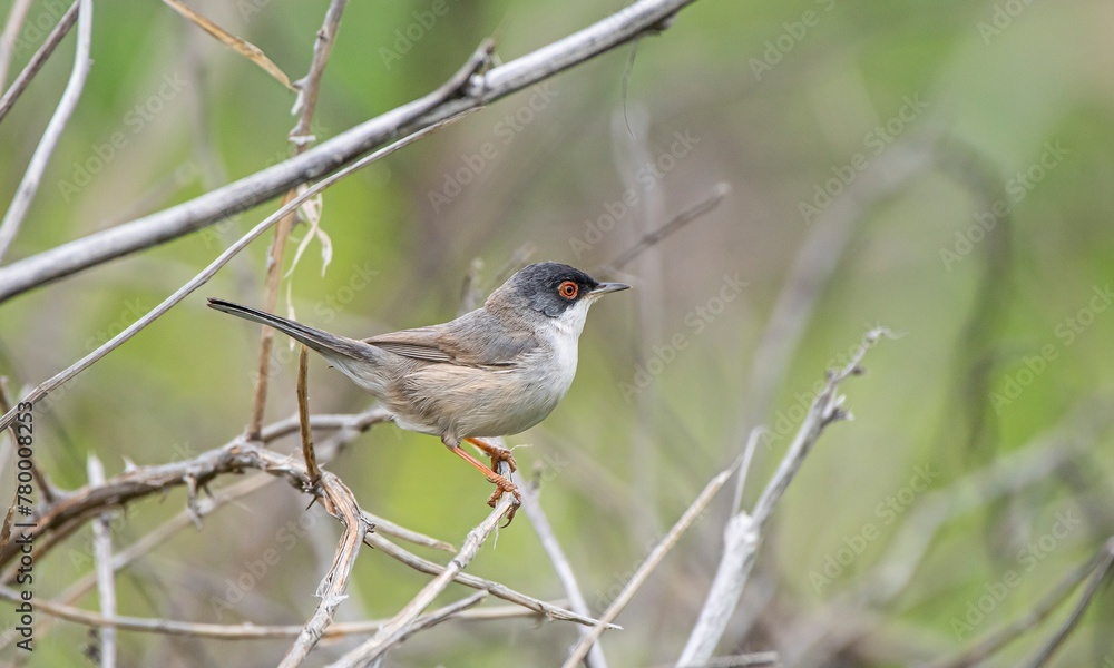 Menetries's Warbler (Sylvia mystacea) is a passerine bird found in the Southeastern Anatolia region of Turkey. It is also seen in suitable habitats in Asia, Africa and Europe. Menetries's Warbler (Sylvia mystacea) is a passerine bird found in the Southeastern Anatolia region of Turkey. It is also seen in suitable habitats in Asia, Africa and Europe.