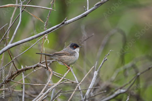 Menetries's Warbler (Sylvia mystacea) is a passerine bird found in the Southeastern Anatolia region of Turkey. It is also seen in suitable habitats in Asia, Africa and Europe.